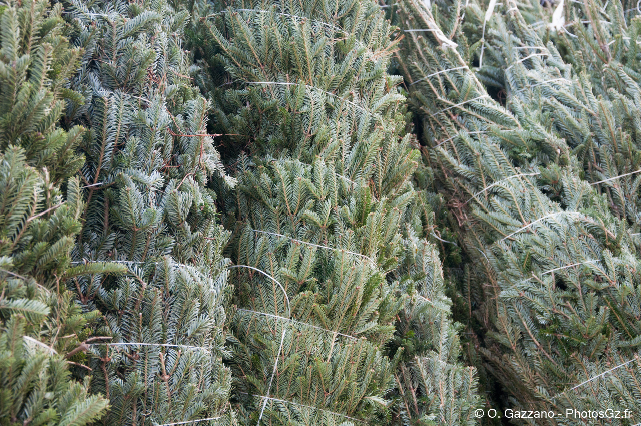 Sapins de Noël - Rue de New YorkCity